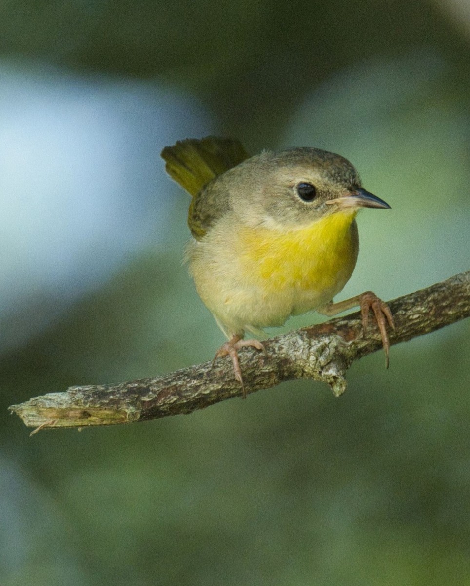 Common Yellowthroat - ML620550002