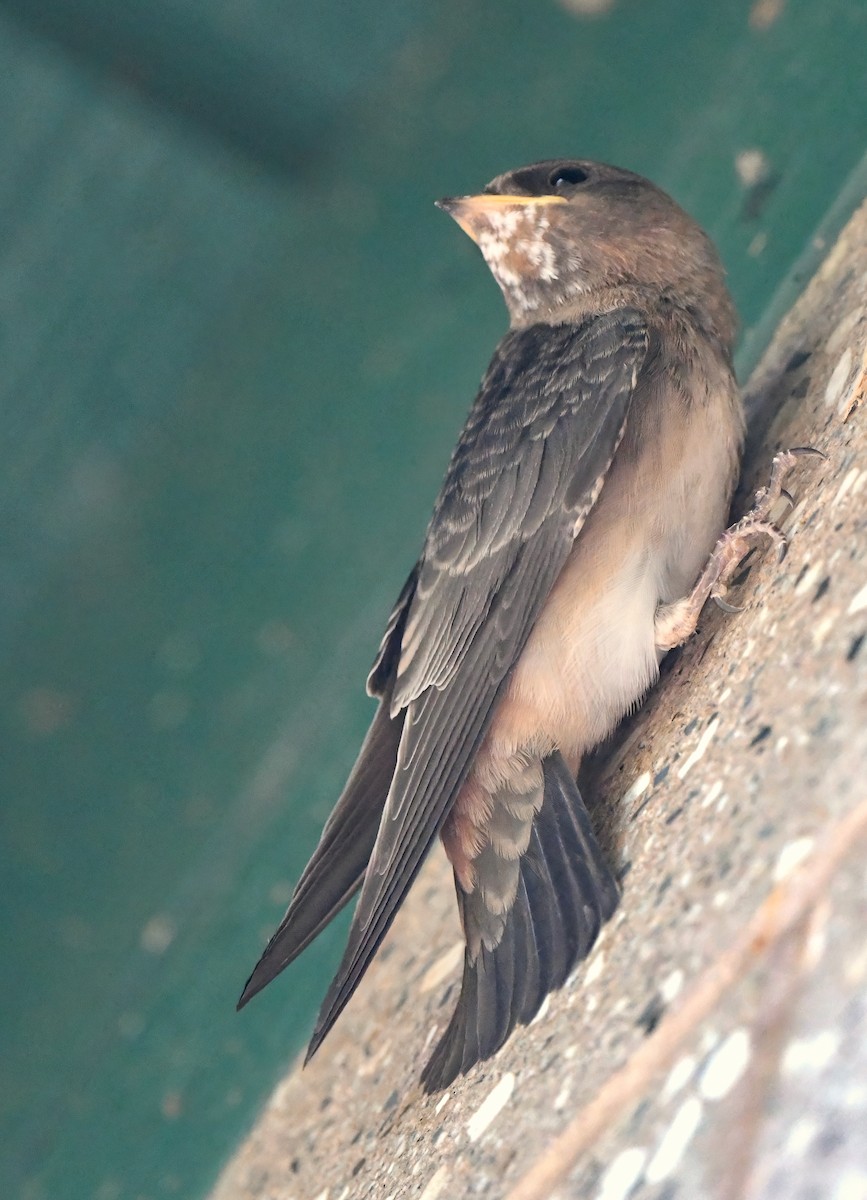 Cliff Swallow - Barbara Wise