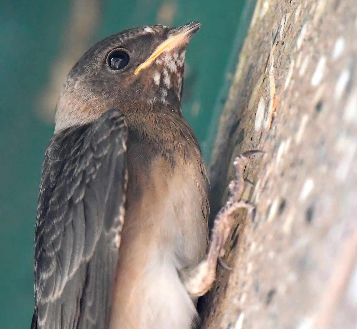 Cliff Swallow - ML620550006