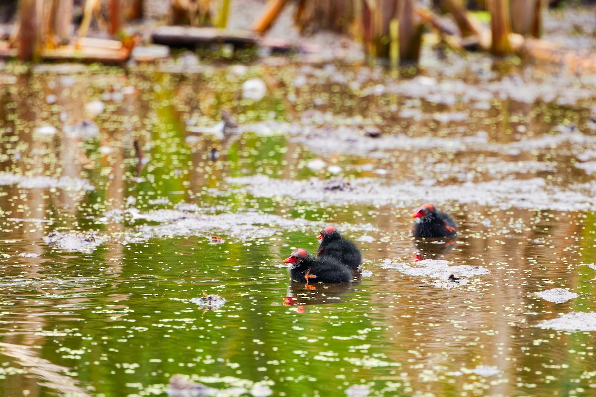 Common Gallinule - ML620550008