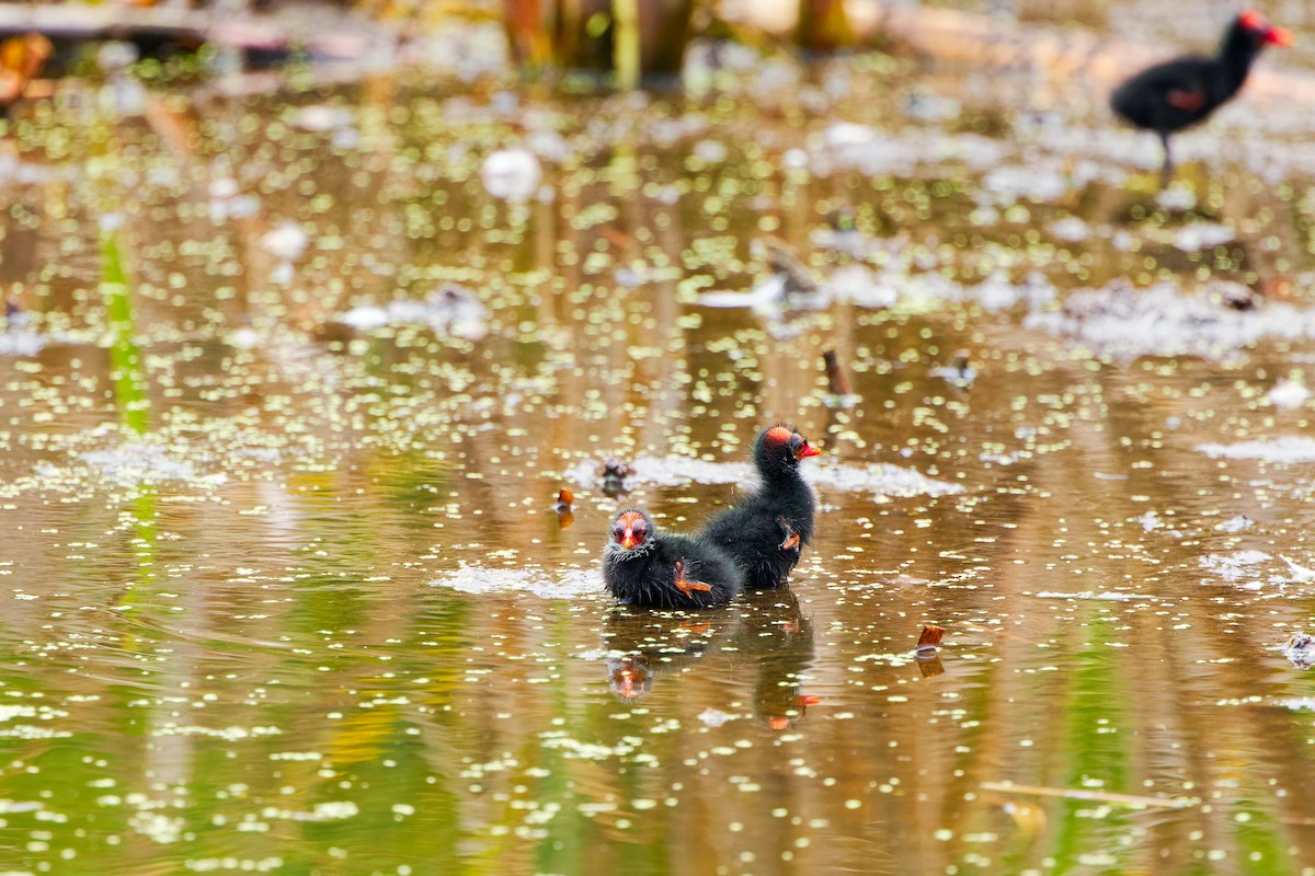 Common Gallinule - ML620550009