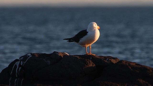 Pacific Gull - ML620550016