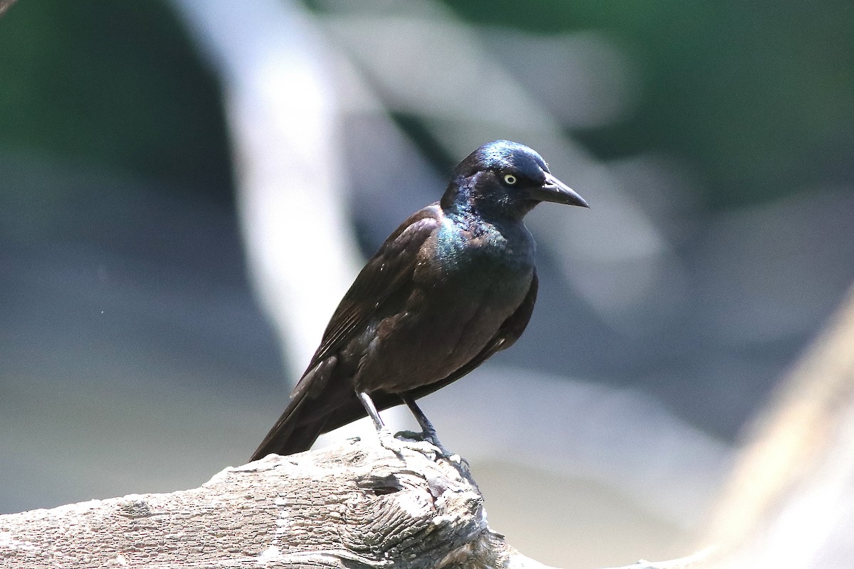 Common Grackle - ML620550019