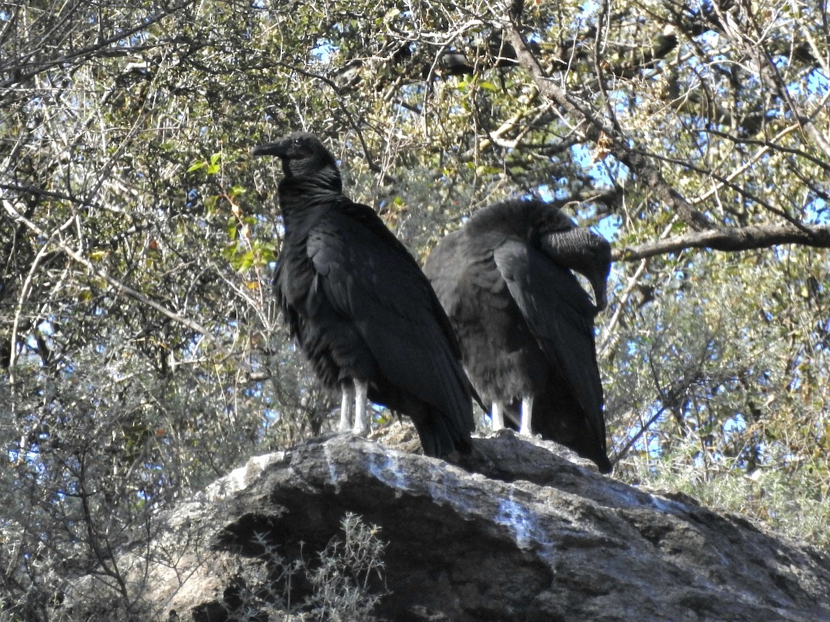 Black Vulture - ML620550025
