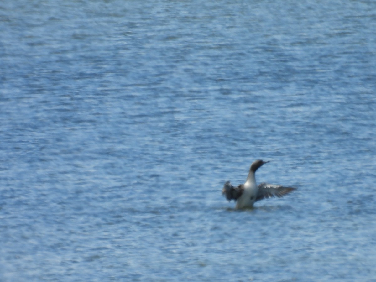 Red-throated Loon - ML620550035