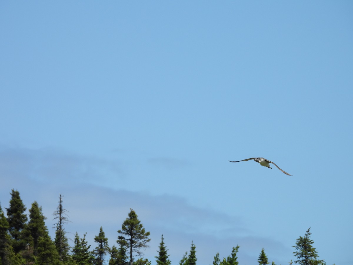 Red-throated Loon - ML620550039