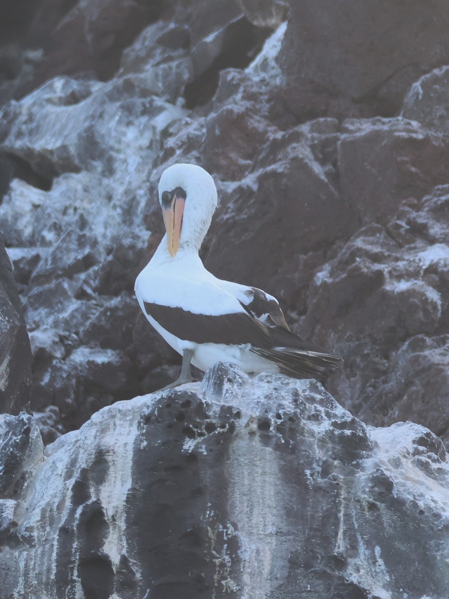 Nazca Booby - Jerry OConnor