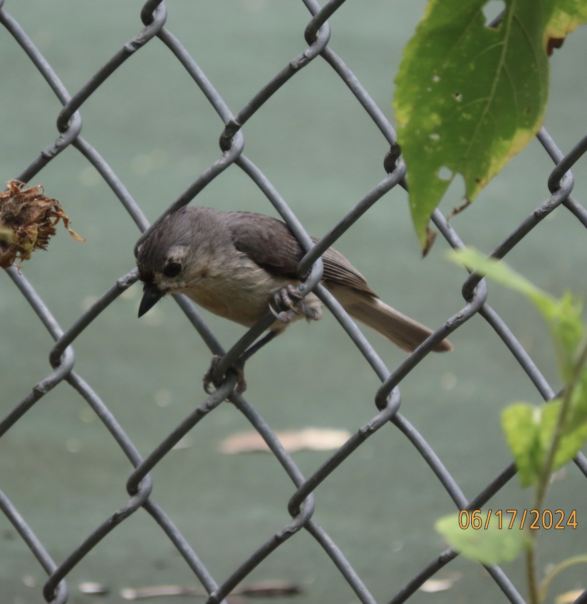 Tufted Titmouse - ML620550048