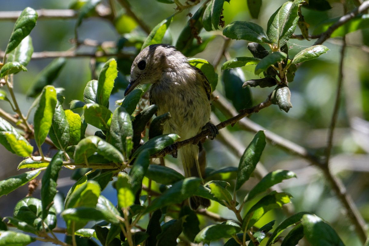 Hutton's Vireo - ML620550070