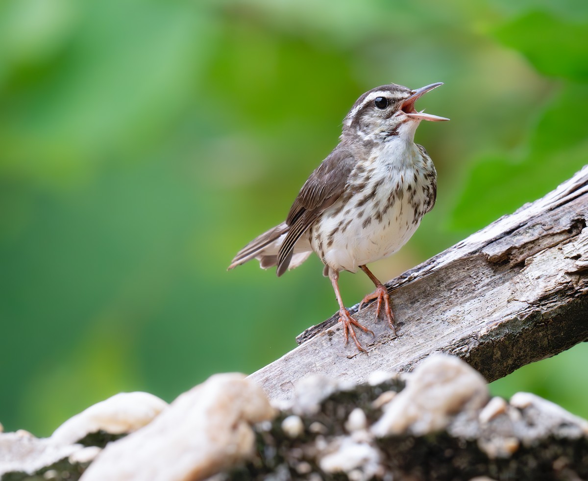 Louisiana Waterthrush - ML620550071