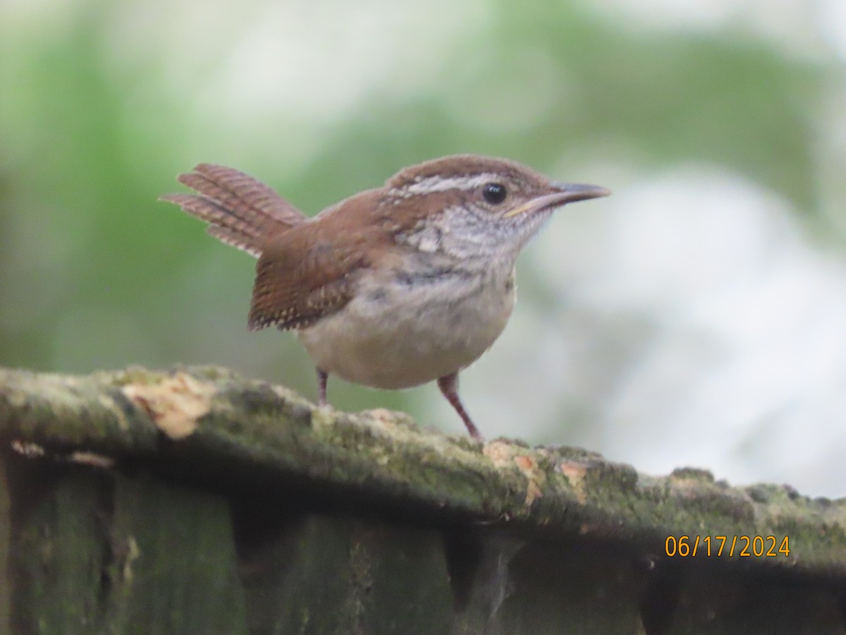 Carolina Wren - ML620550078