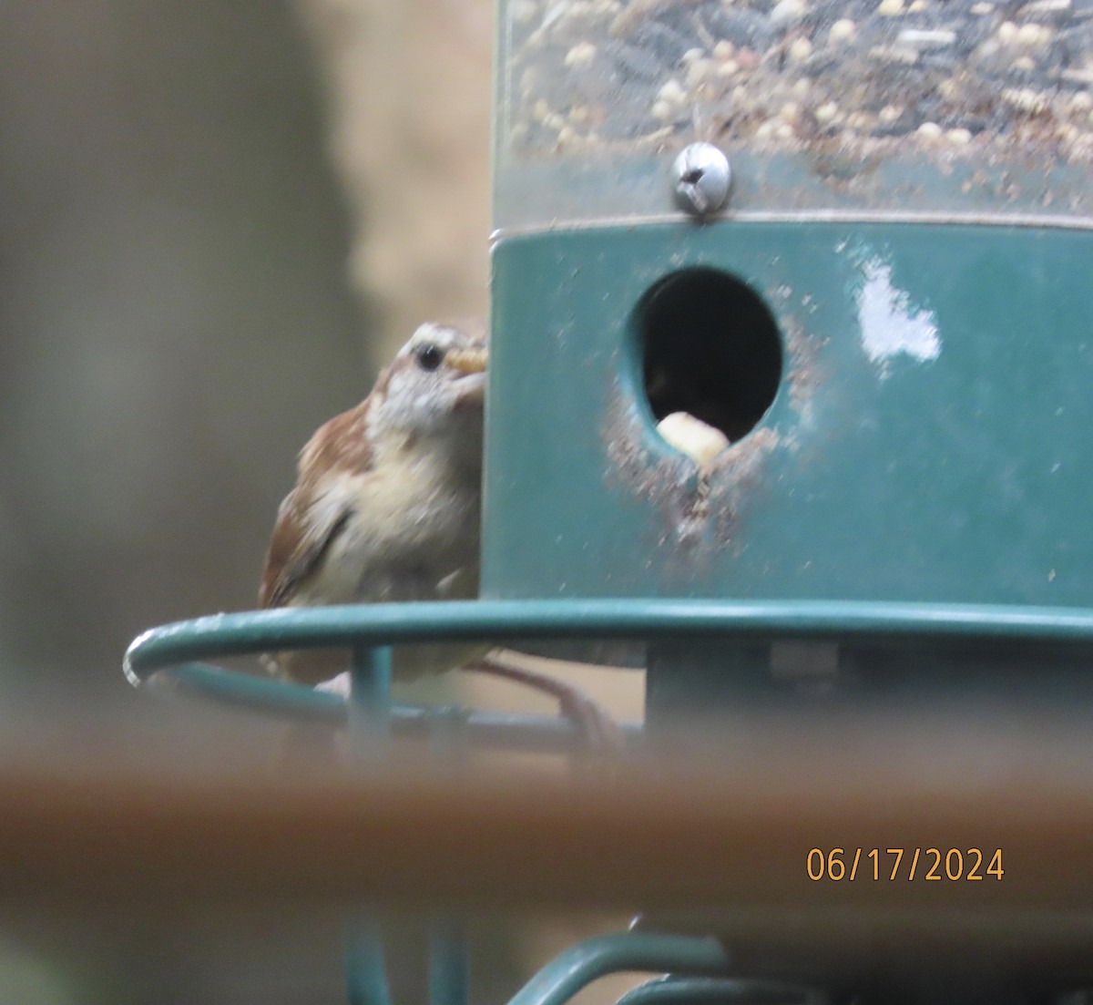 Carolina Wren - ML620550079