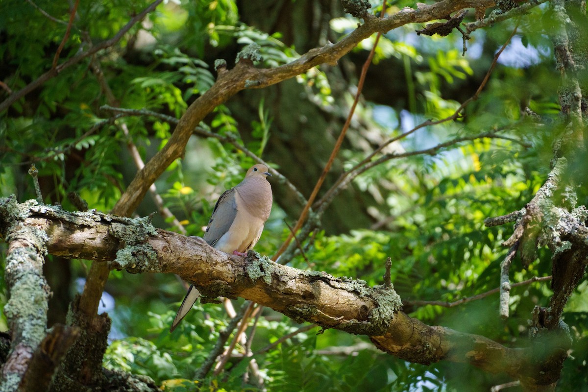 Mourning Dove - ML620550082