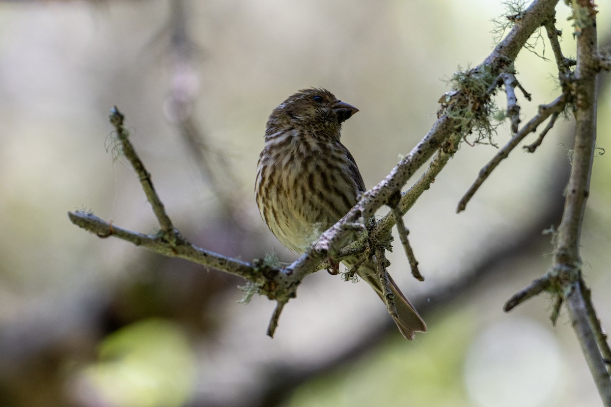 Purple Finch - ML620550084