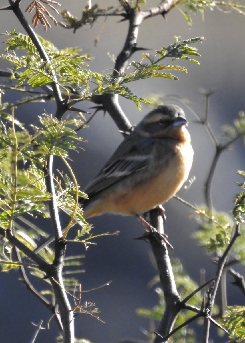 Cinnamon Warbling Finch - ML620550096