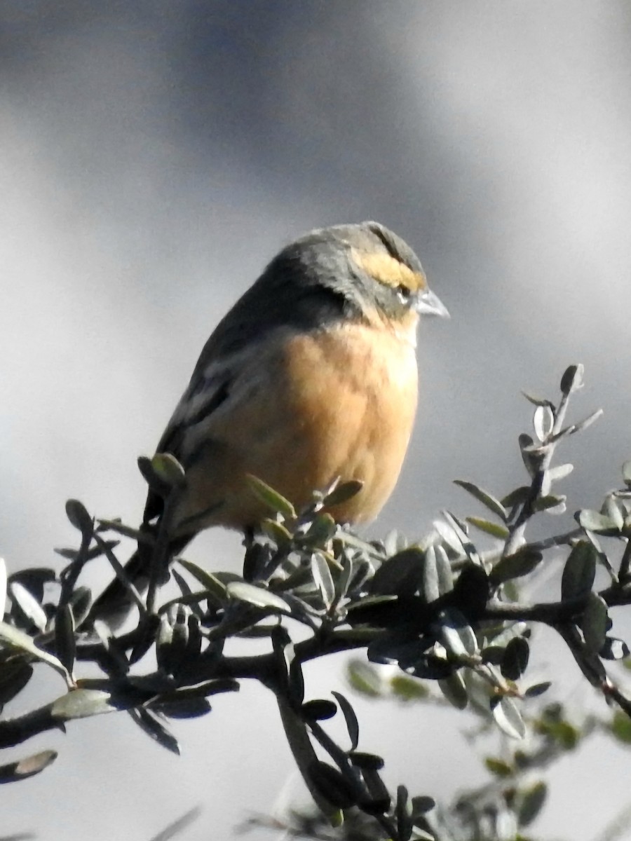 Cinnamon Warbling Finch - ML620550097