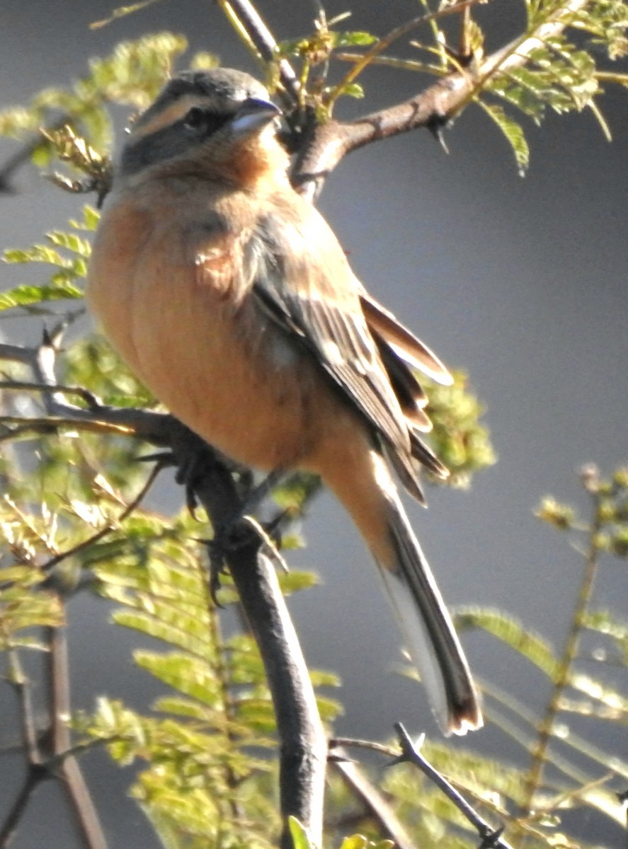 Cinnamon Warbling Finch - ML620550098