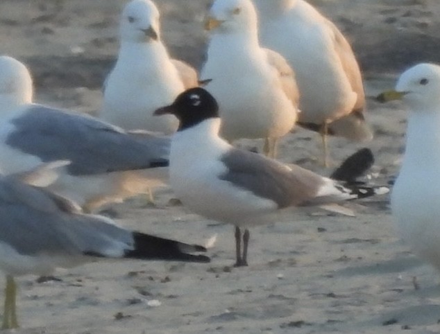 Franklin's Gull - ML620550100