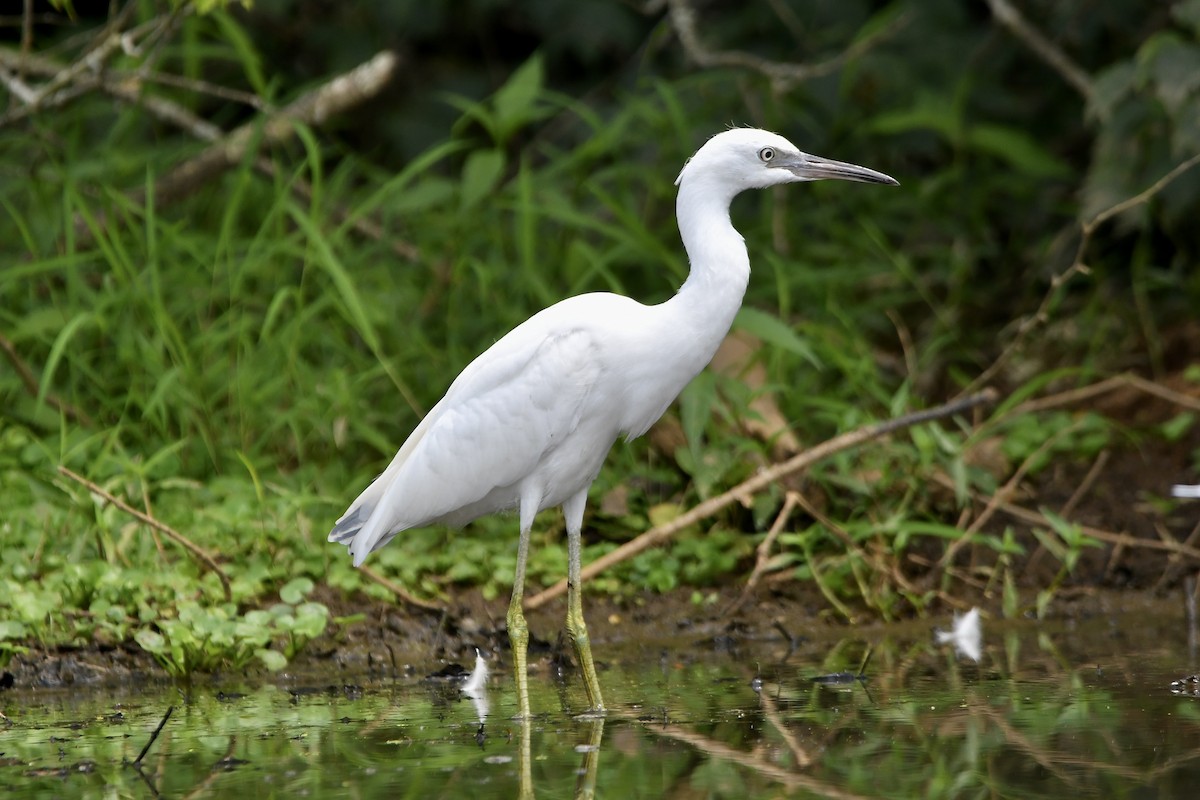 Little Blue Heron - Paul Nielson