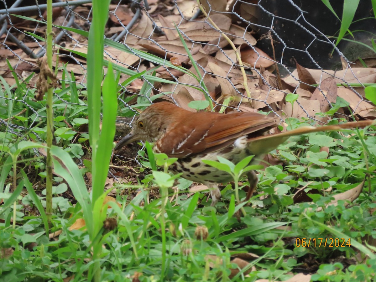 Brown Thrasher - ML620550103