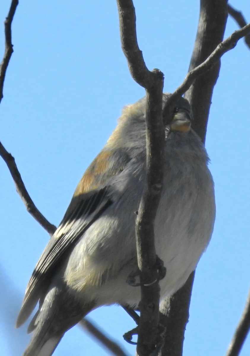 Band-tailed Seedeater - ML620550106