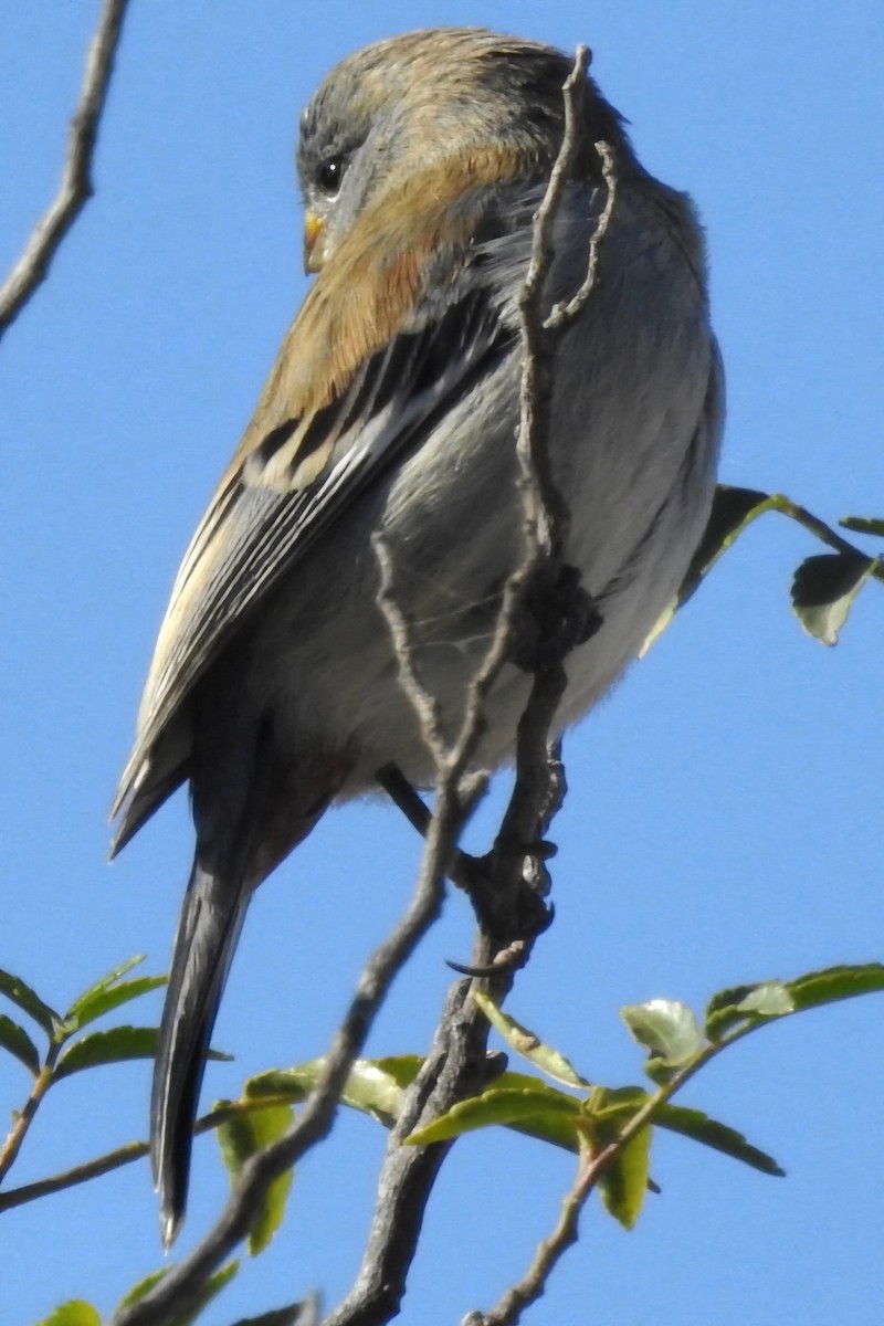 Band-tailed Seedeater - ML620550107