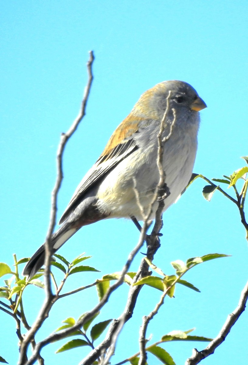 Band-tailed Seedeater - ML620550108