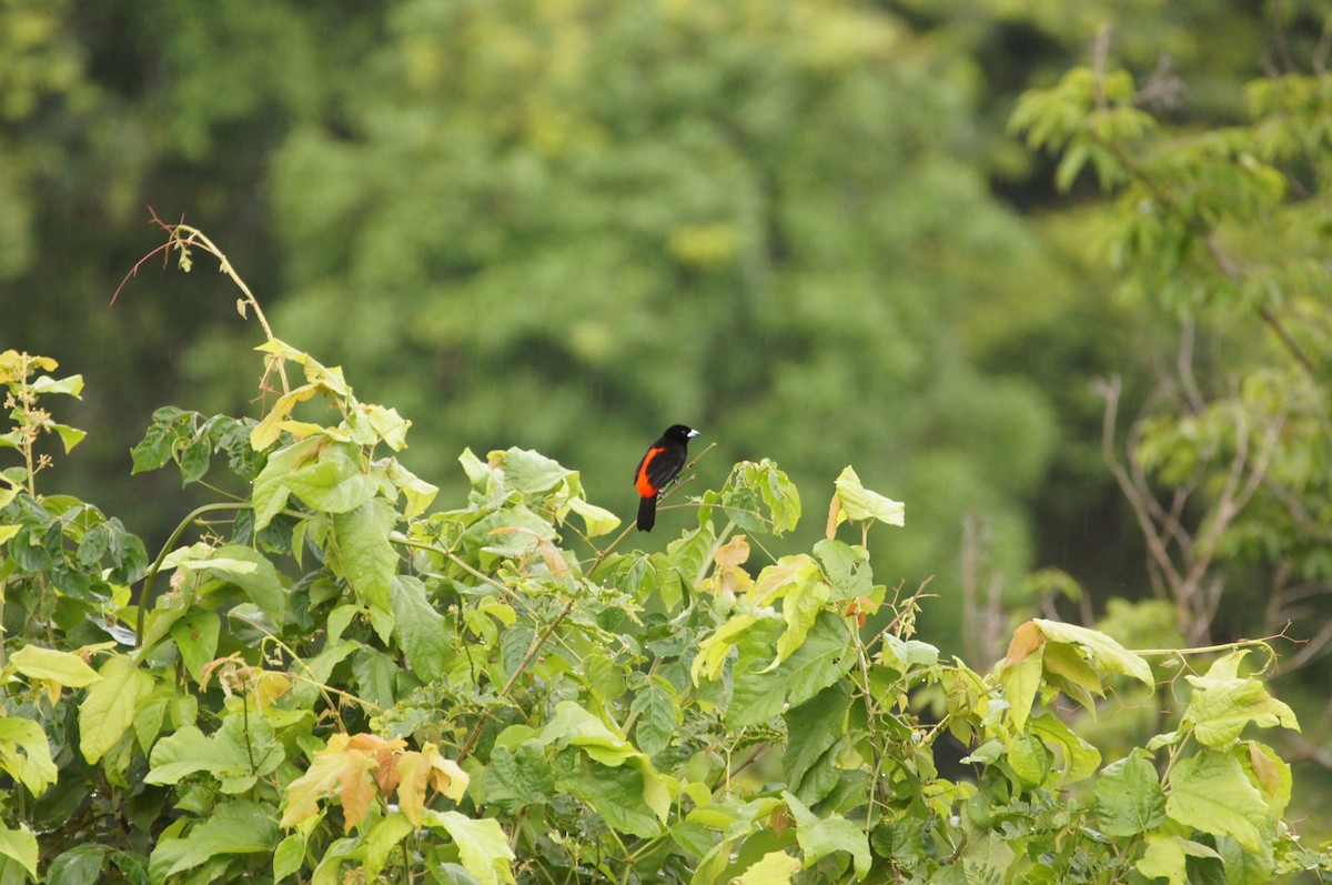 Scarlet-rumped Tanager - ML620550113