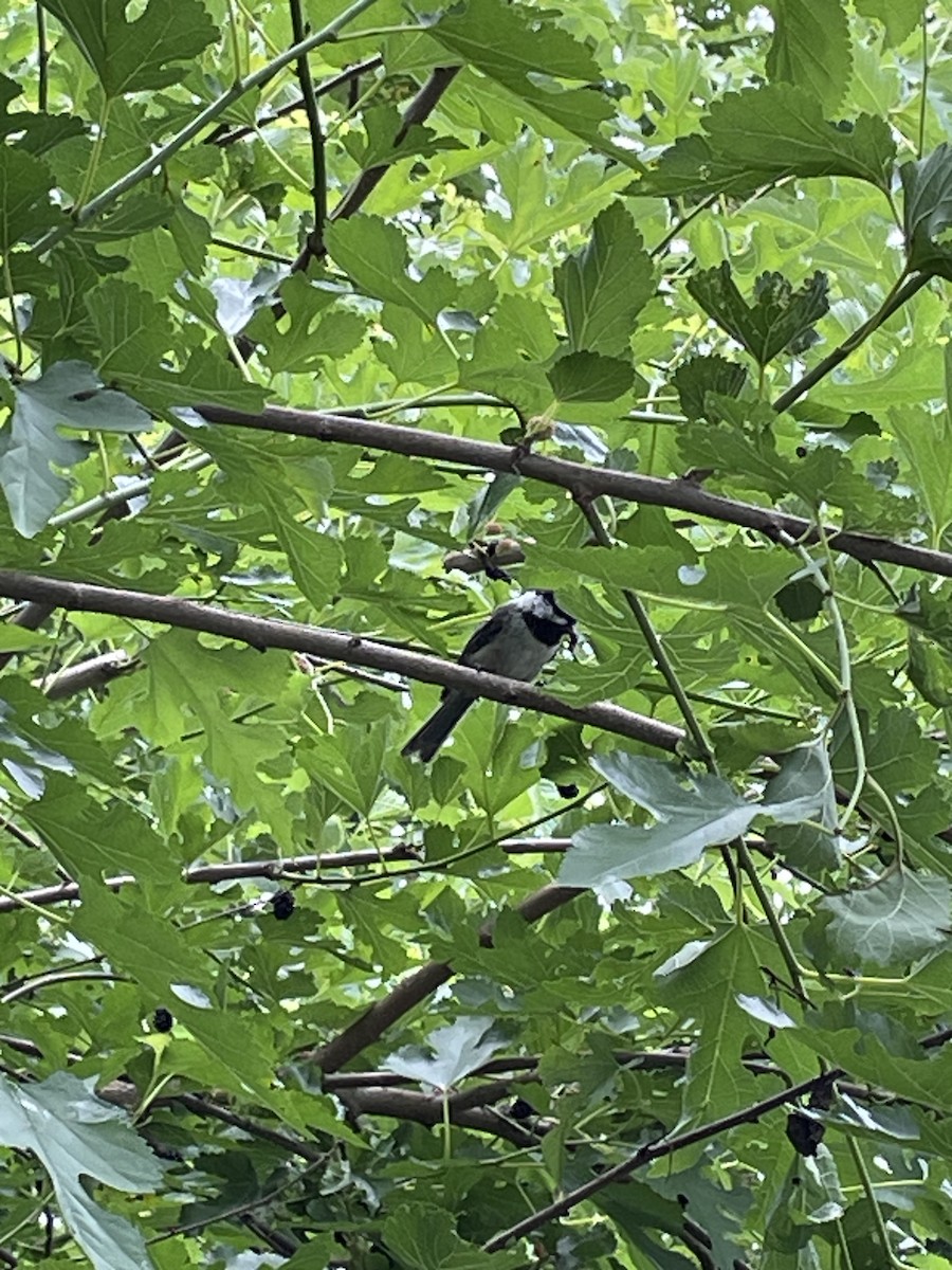 Black-capped Chickadee - ML620550115