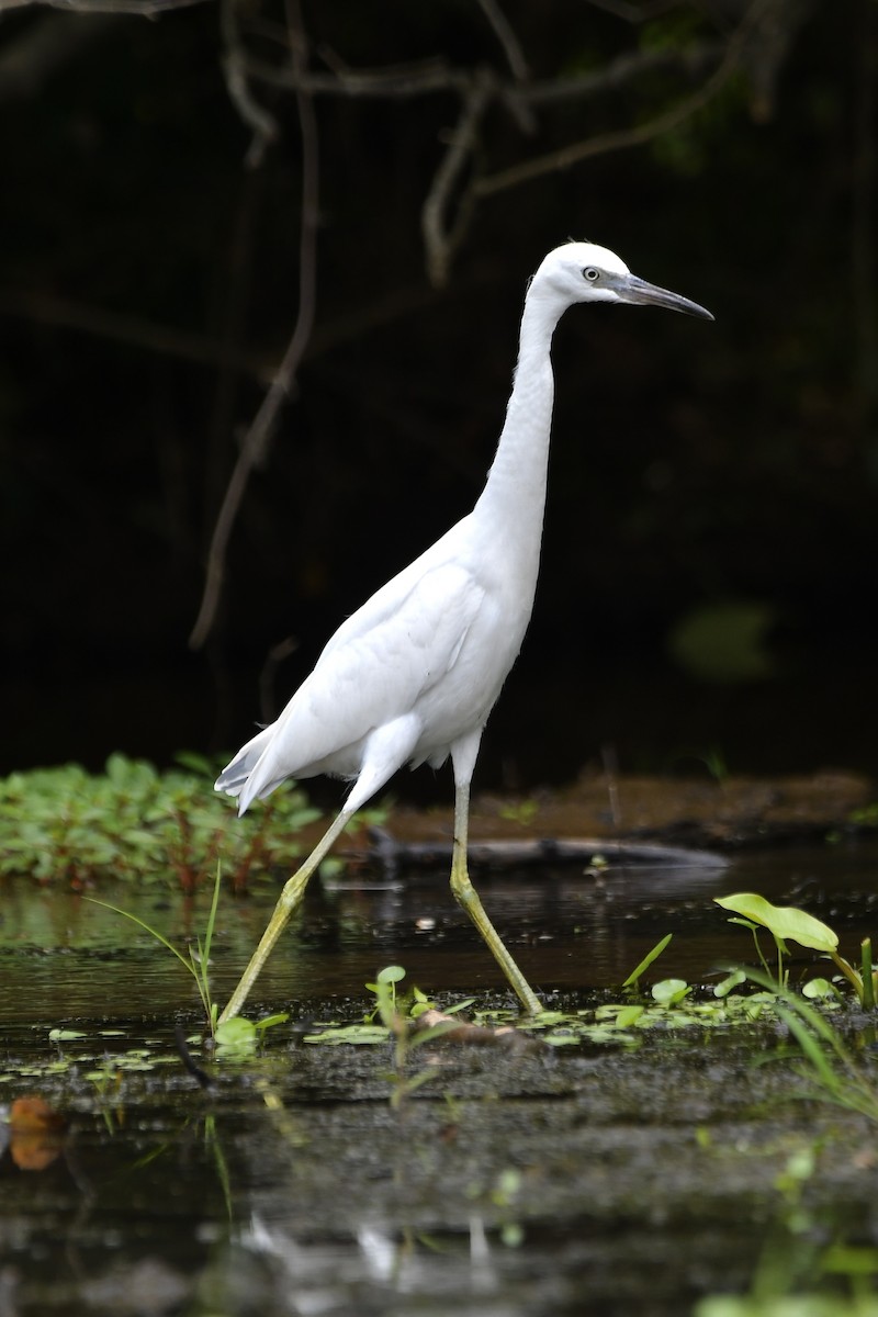 Little Blue Heron - ML620550116