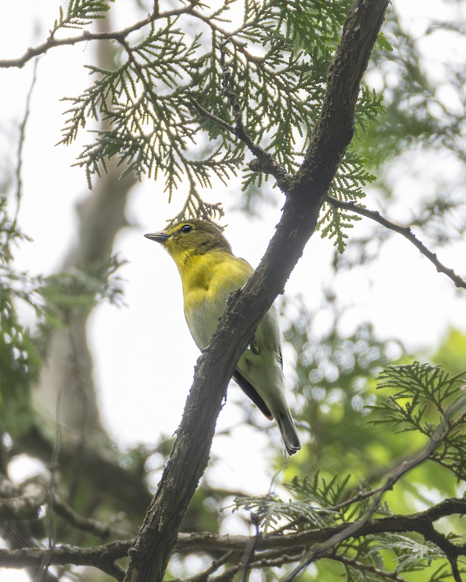 Yellow-throated Vireo - ML620550119