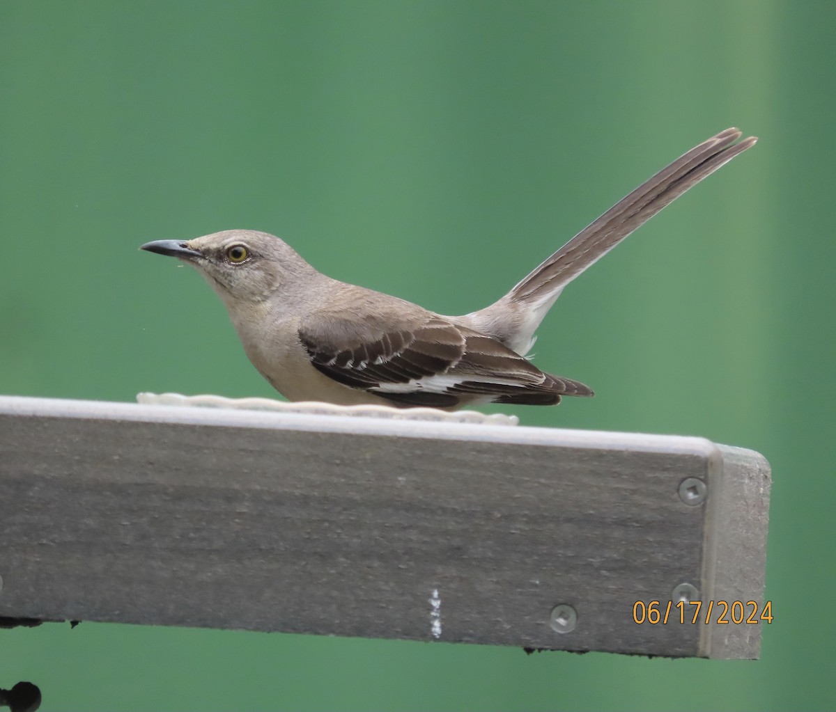 Northern Mockingbird - ML620550121