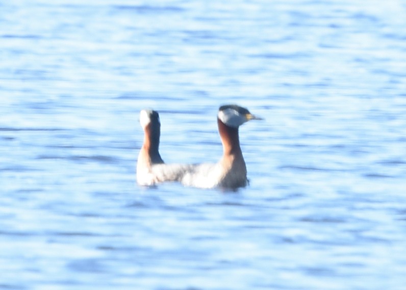 Red-necked Grebe - ML620550125