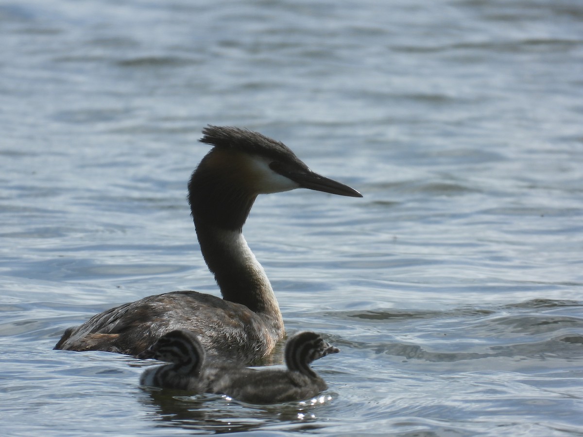 Great Crested Grebe - ML620550131