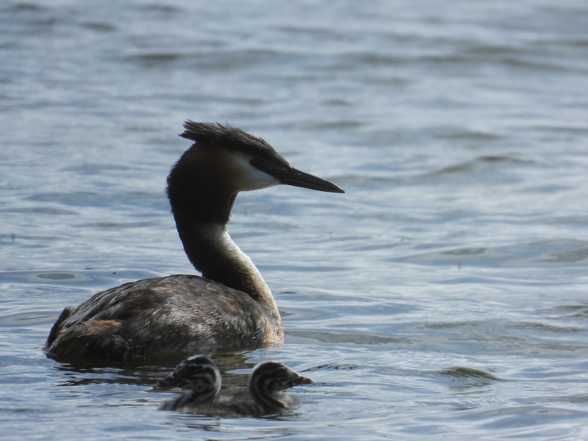 Great Crested Grebe - ML620550132