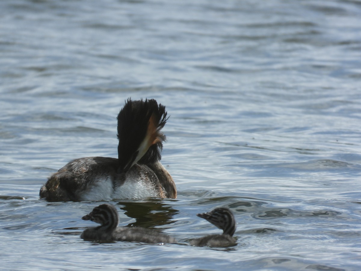 Great Crested Grebe - ML620550133