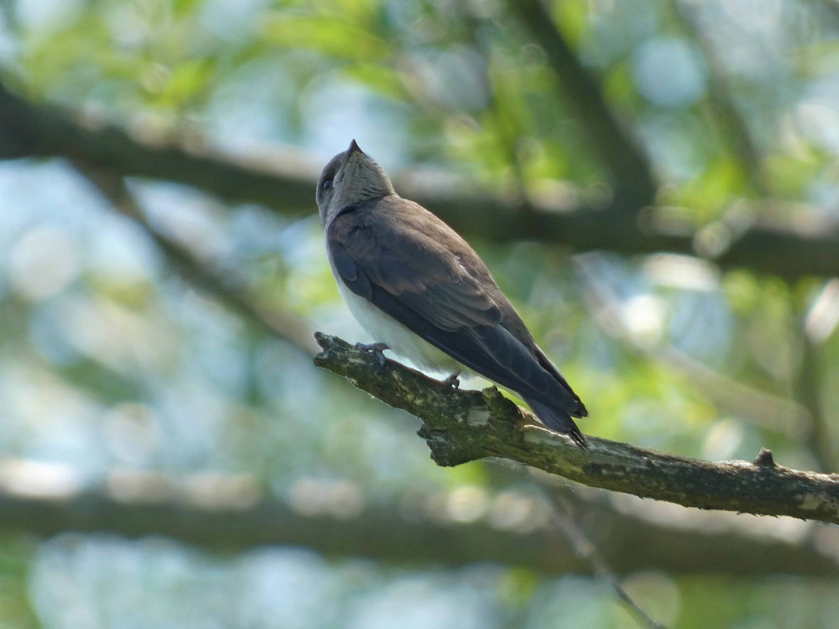 Northern Rough-winged Swallow - ML620550138