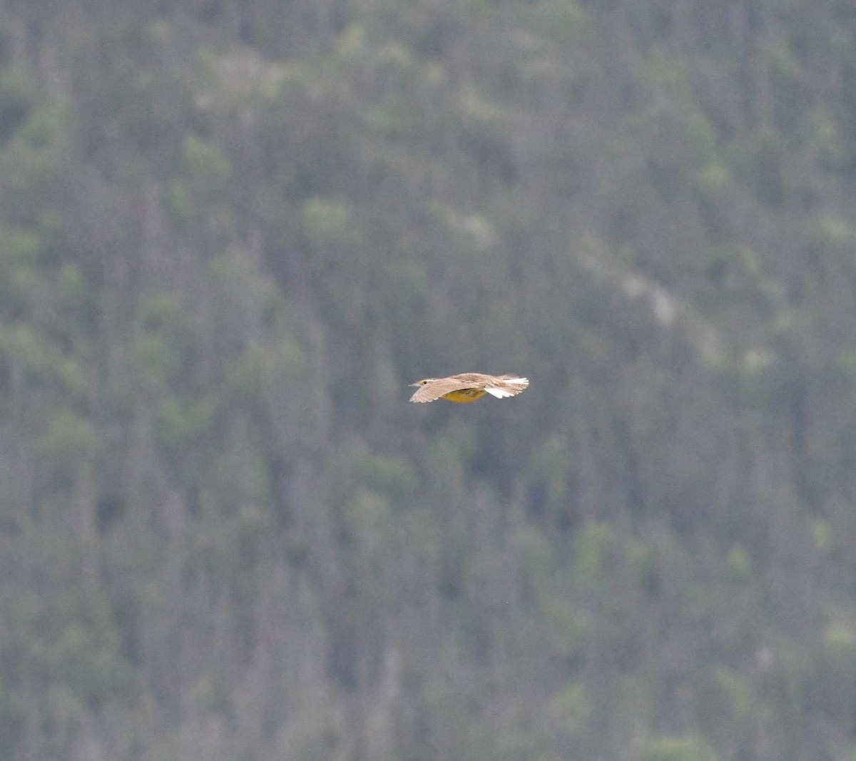 Western Meadowlark - Manon Côté