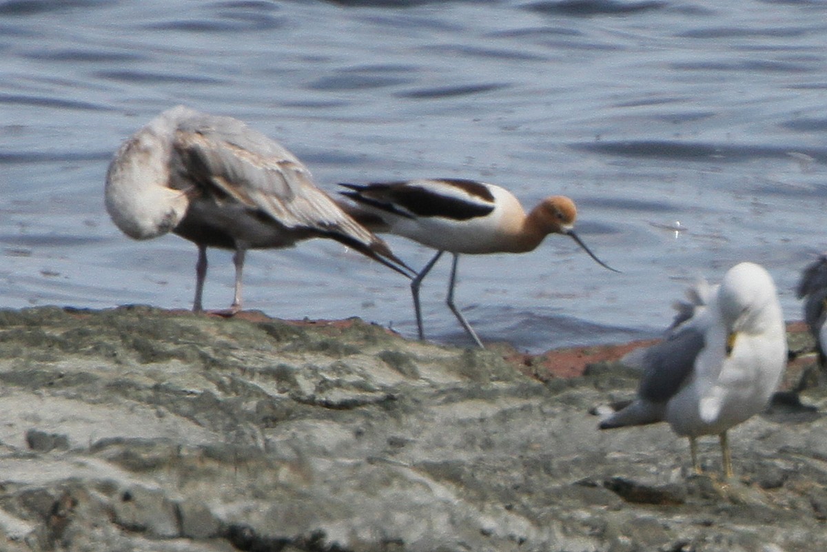 Avoceta Americana - ML620550148