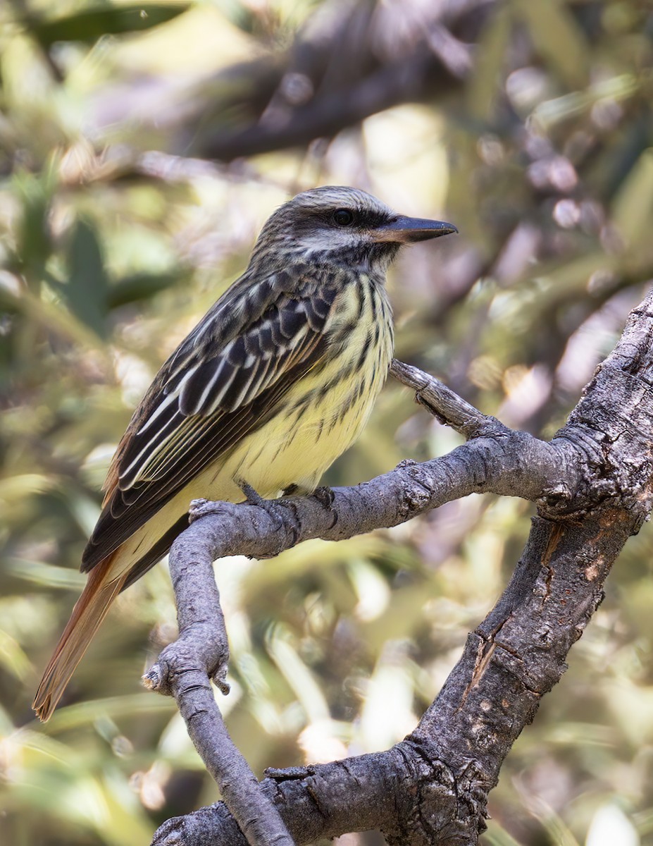 Sulphur-bellied Flycatcher - ML620550151