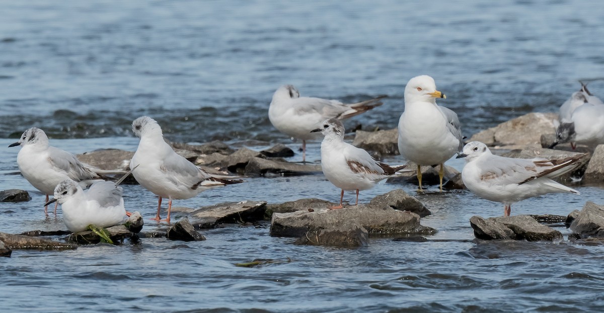 Gaviota Enana - ML620550155