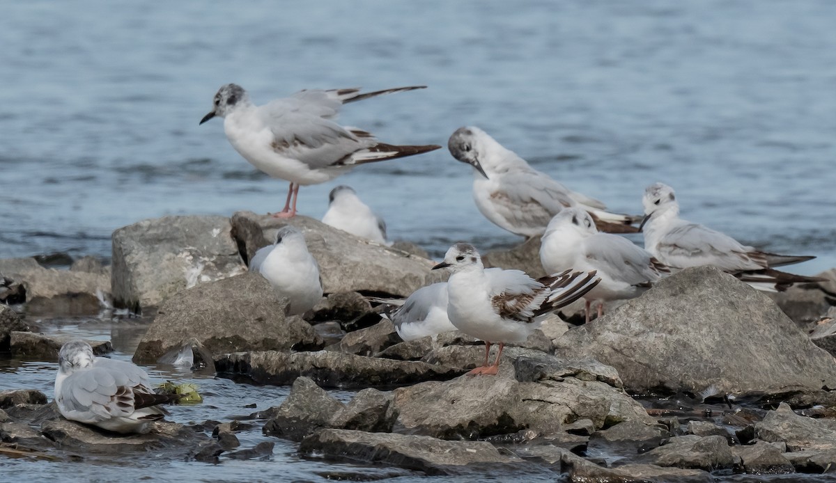 Little Gull - ismael chavez