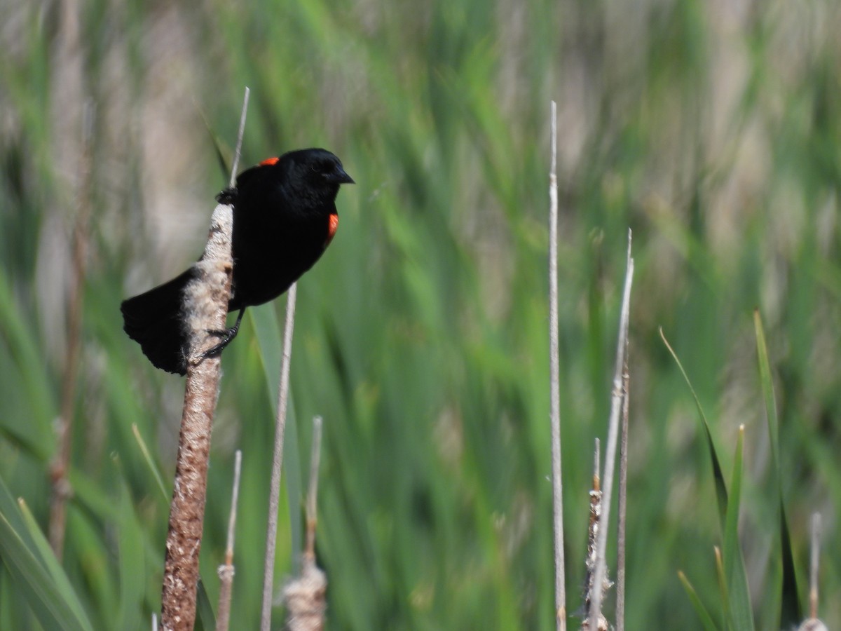 Red-winged Blackbird - ML620550182