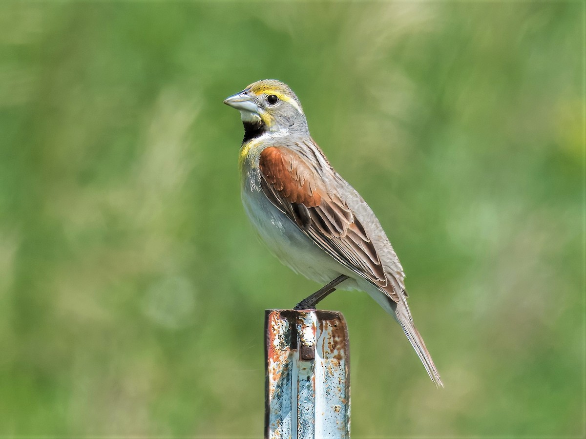 Dickcissel - ML620550185