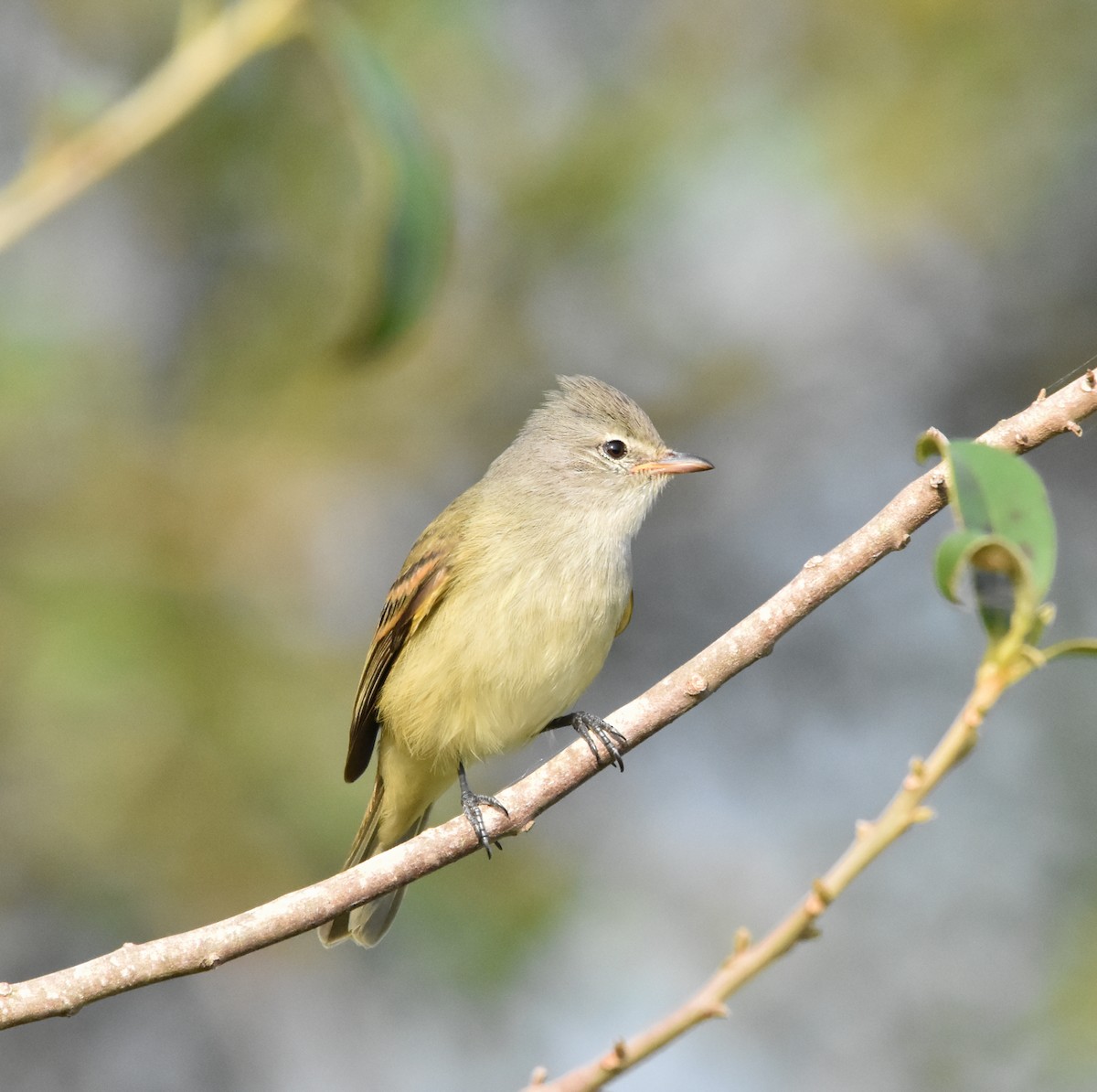 Southern Beardless-Tyrannulet - ML620550186