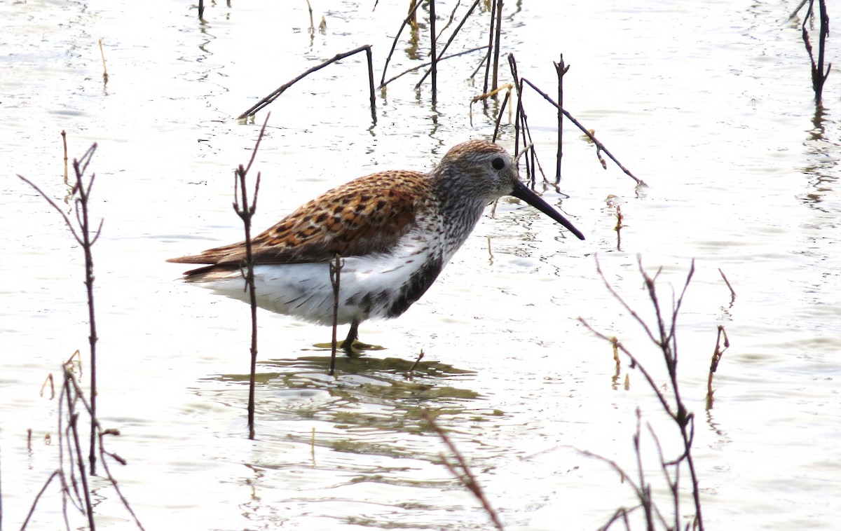 Dunlin - ML620550205