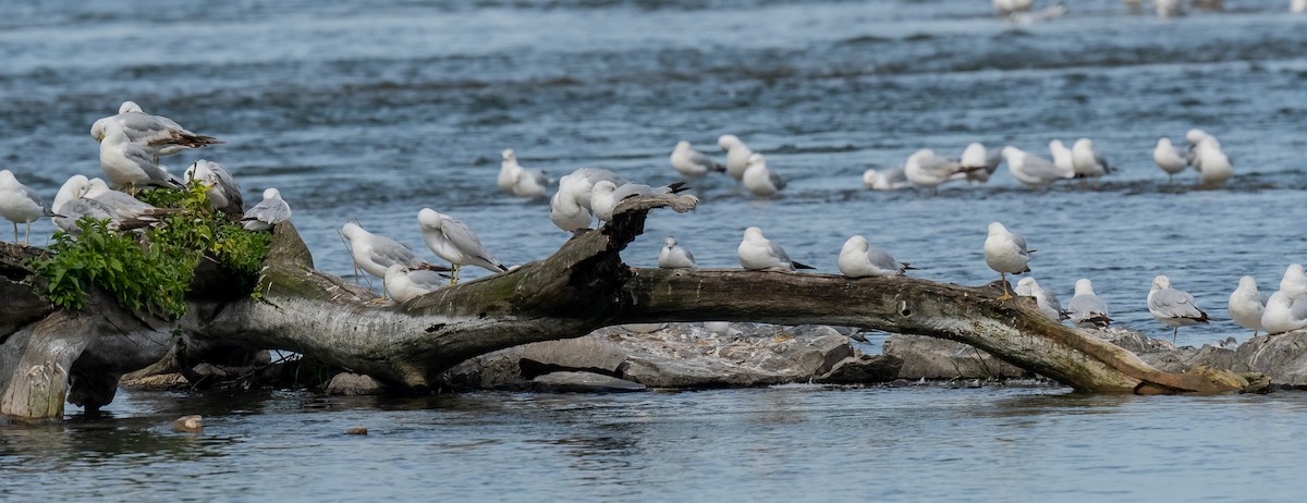 Ring-billed Gull - ML620550210