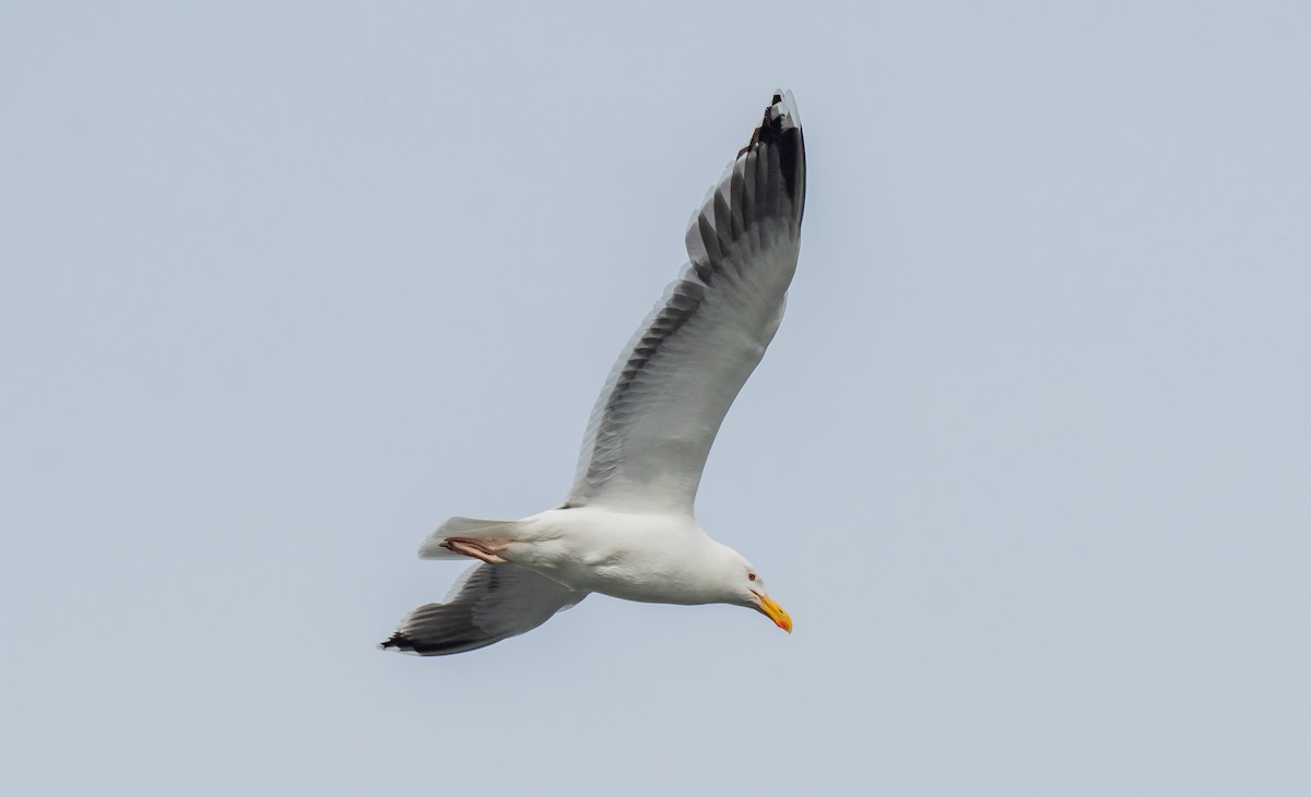 Great Black-backed Gull - ML620550216