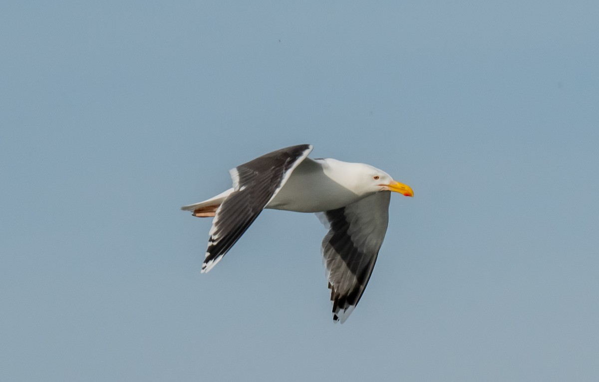 Great Black-backed Gull - ML620550218