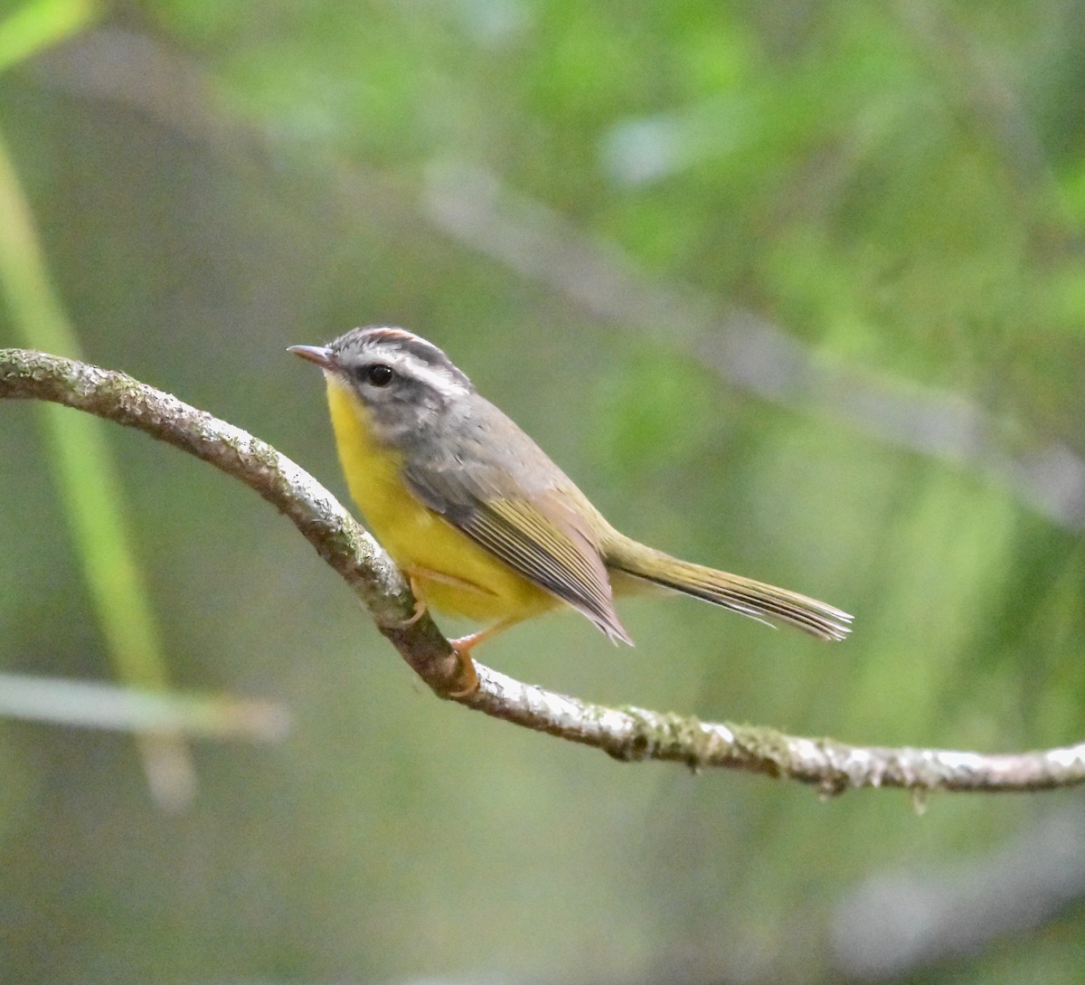 Golden-crowned Warbler - ML620550225